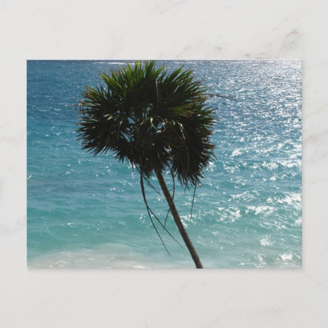 Tropisk strandpalmträdvykort vykort (Framsida)