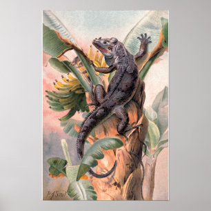 Tropisk svart leguan, Vintage vild reptil djur Poster