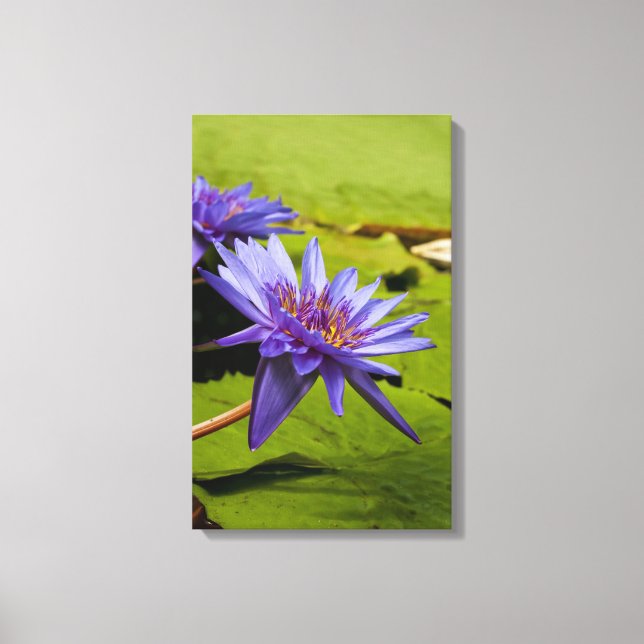 Tropisk vattenlilja blomster botanisk design canvastryck (Framsida)