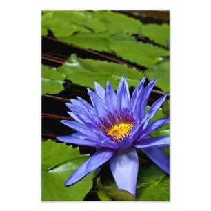 Tropisk vattenlilja blomster botanisk design fototryck