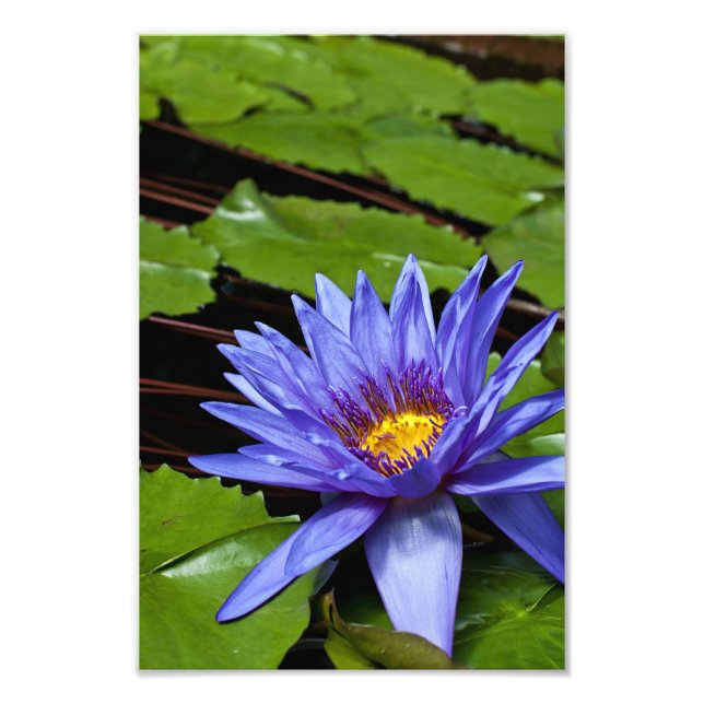 Tropisk vattenlilja blomster botanisk design fototryck (Framsidan)