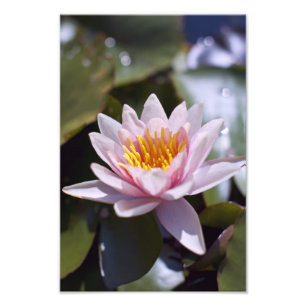 Tropisk vattenlilja blomster botanisk design fototryck