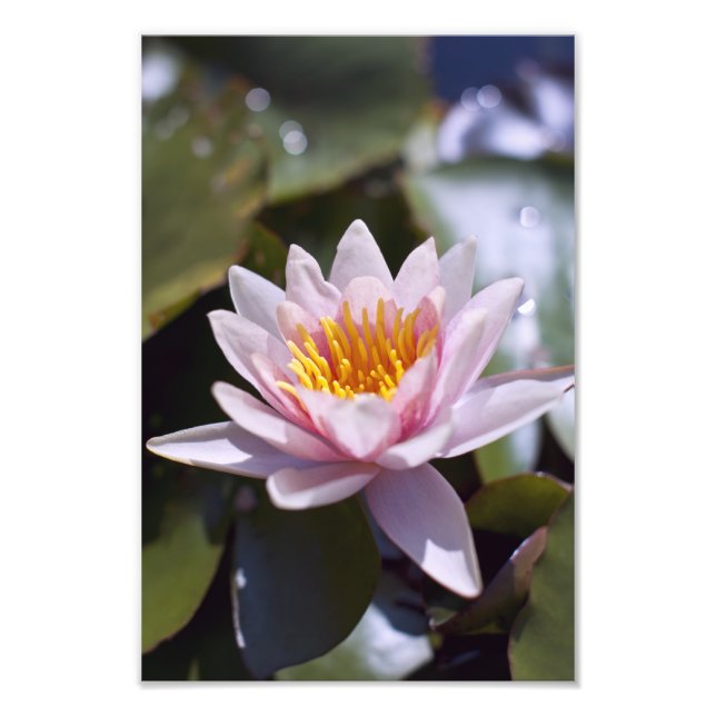 Tropisk vattenlilja blomster botanisk design fototryck (Framsidan)