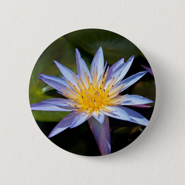 Tropisk vattenlilja blomster botanisk design knapp (Framsida)