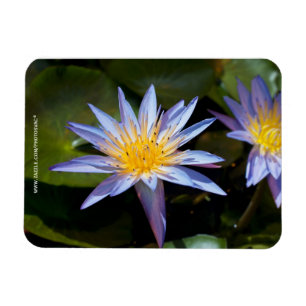 Tropisk vattenlilja blomster botanisk design magnet