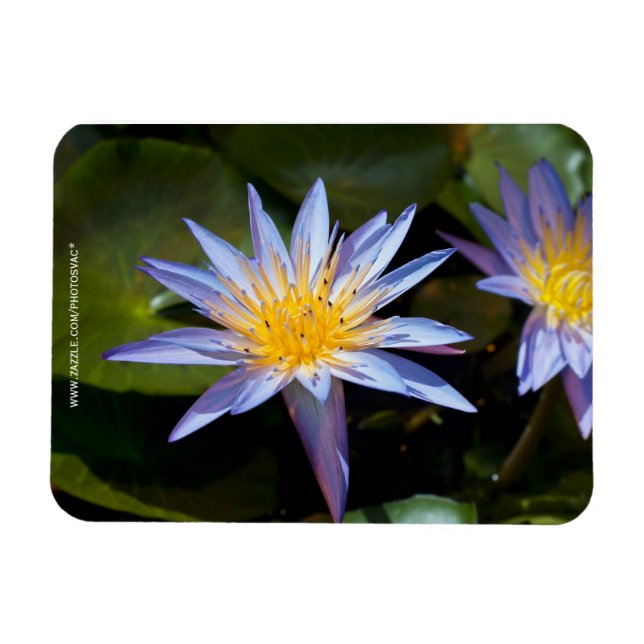 Tropisk vattenlilja blomster botanisk design magnet (Horisontell)