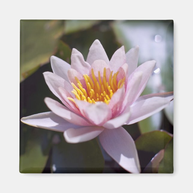 Tropisk vattenlilja blomster botanisk design magnet (Framsidan)
