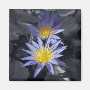 Tropisk vattenlilja blomster botanisk design magnet