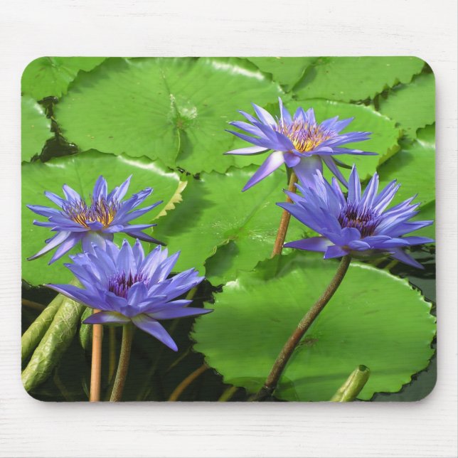 Tropisk vattenlilja blomster botanisk design musmatta (Framsidan)