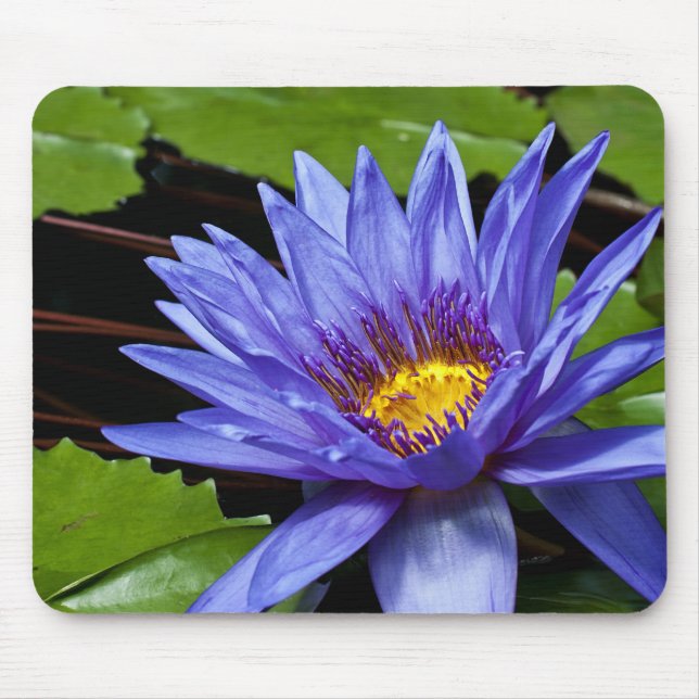 Tropisk vattenlilja blomster botanisk design musmatta (Framsidan)