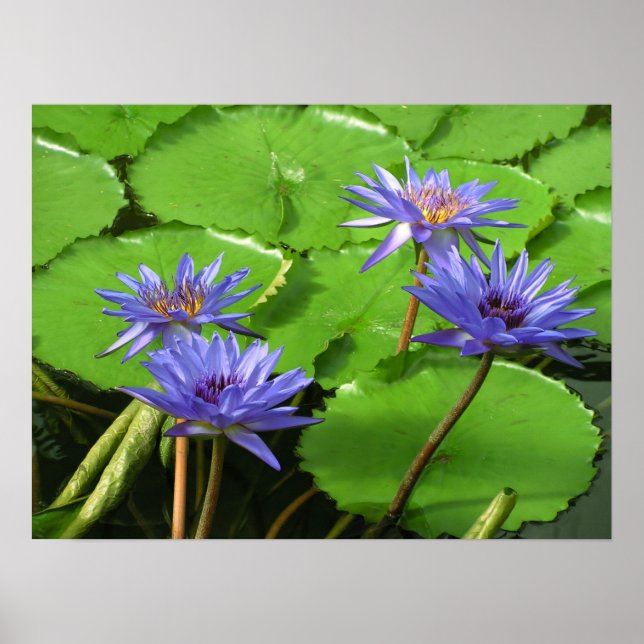 Tropisk vattenlilja blomster botanisk design poster (Framsidan)