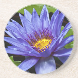 Tropisk vattenlilja blomster botanisk design underlägg