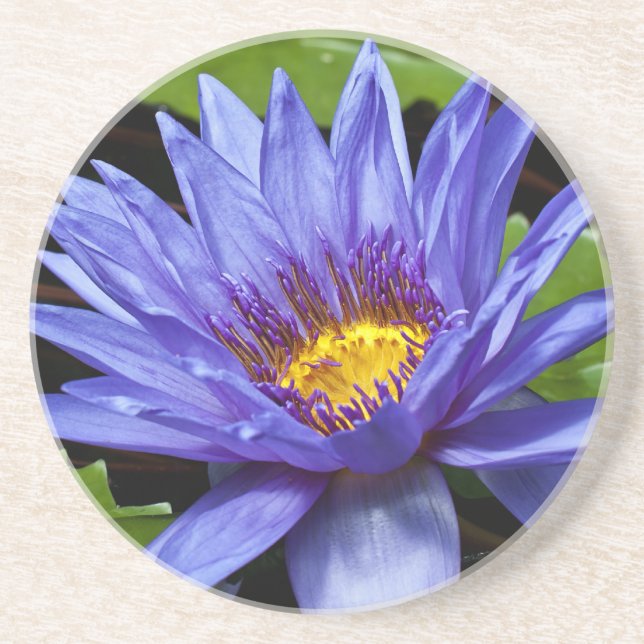 Tropisk vattenlilja blomster botanisk design underlägg (Framsidan)