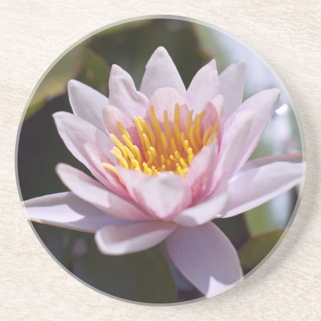 Tropisk vattenlilja blomster botanisk design underlägg (Framsidan)
