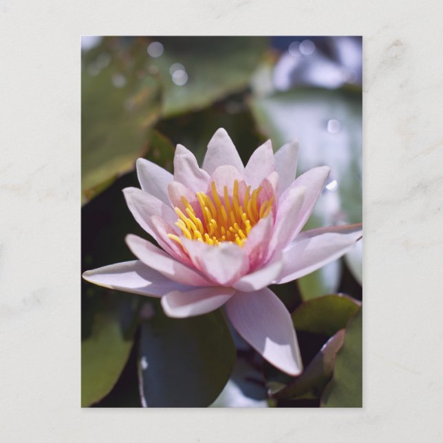 Tropisk vattenlilja blomster botanisk design vykort (Framsida)