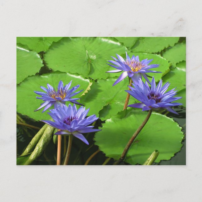 Tropisk vattenlilja blomster botanisk design vykort (Framsida)
