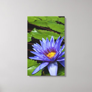 Tropisk vattenlilja Floral Botanisk Design Canvastryck