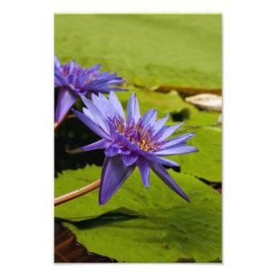 Tropisk vattenlilja Floral Botanisk Design Fototryck