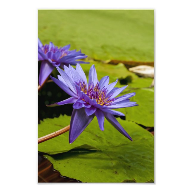 Tropisk vattenlilja Floral Botanisk Design Fototryck (Framsidan)