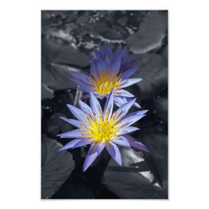 Tropisk vattenlilja Floral Botanisk Design Fototryck