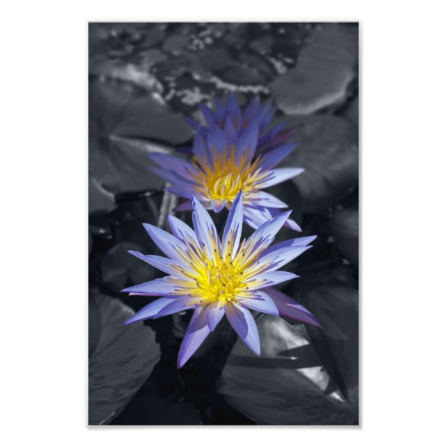 Tropisk vattenlilja Floral Botanisk Design Fototryck (Framsidan)