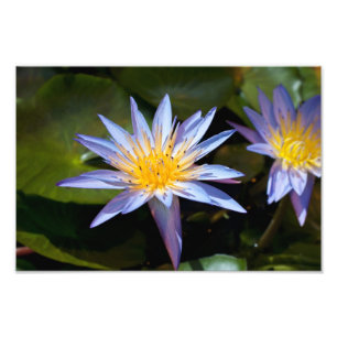 Tropisk vattenlilja Floral Botanisk Design Fototryck