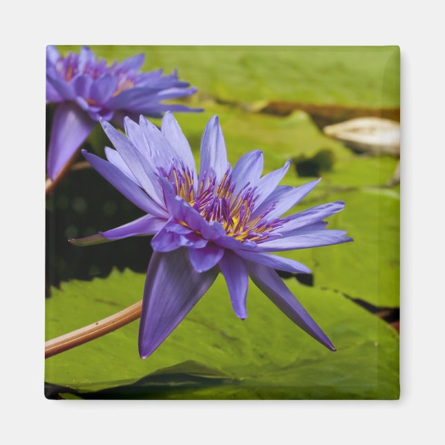Tropisk vattenlilja Floral Botanisk Design Magnet (Framsidan)