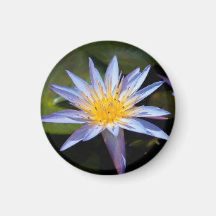 Tropisk vattenlilja Floral Botanisk Design Magnet
