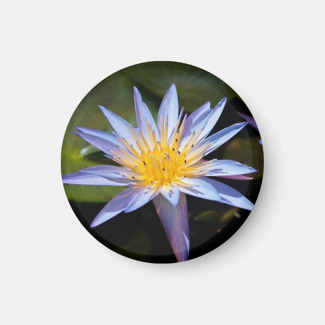 Tropisk vattenlilja Floral Botanisk Design Magnet (Framsidan)