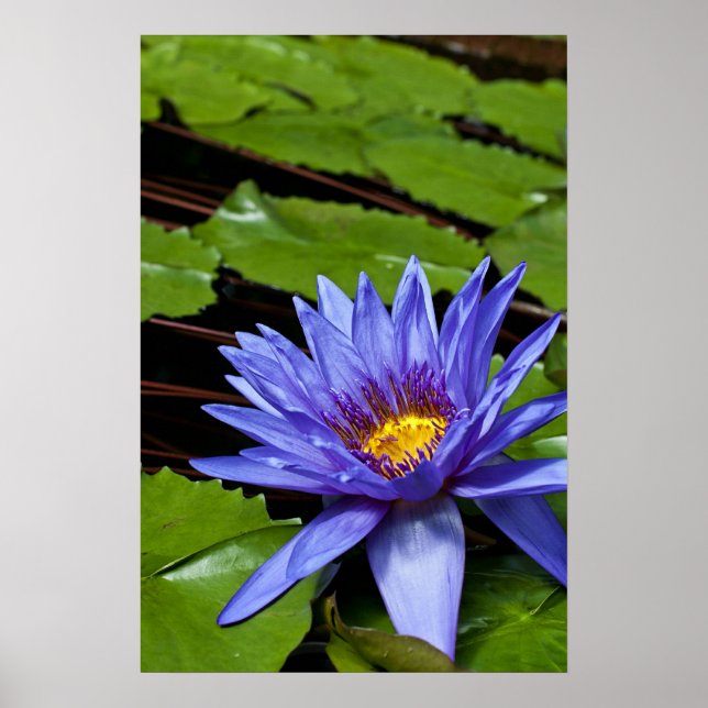 Tropisk vattenlilja Floral Botanisk Design Poster (Framsidan)