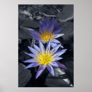 Tropisk vattenlilja Floral Botanisk Design Poster