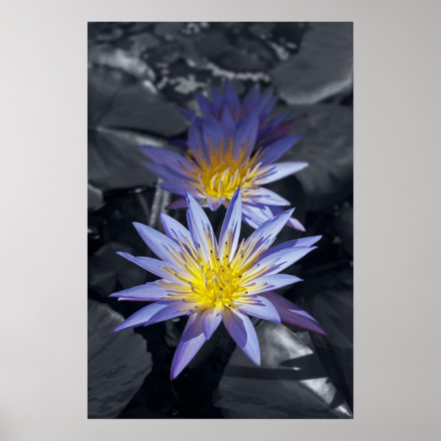 Tropisk vattenlilja Floral Botanisk Design Poster (Framsidan)