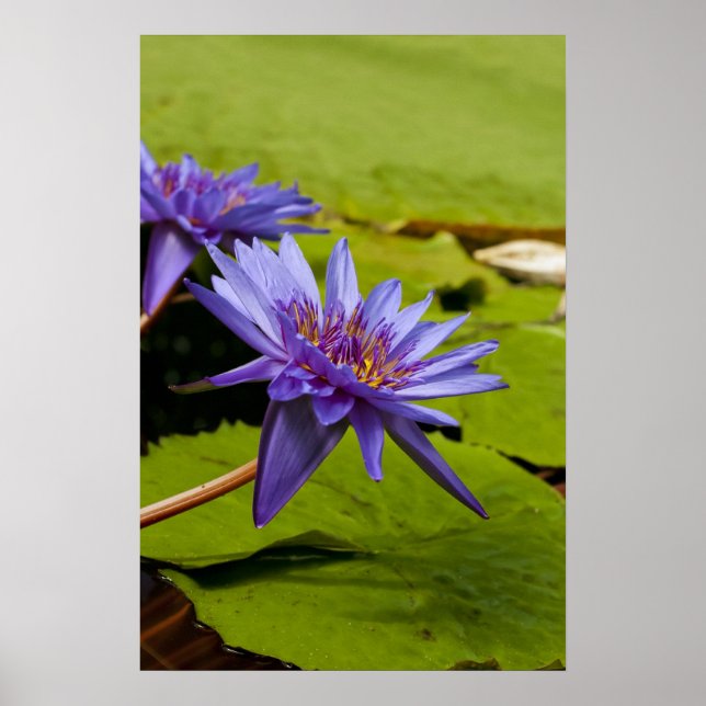 Tropisk vattenlilja Floral Botanisk Design Poster (Framsidan)