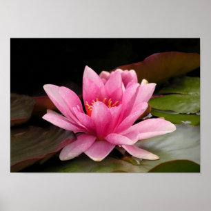 Tropisk vattenlilja Floral Botanisk Design Poster