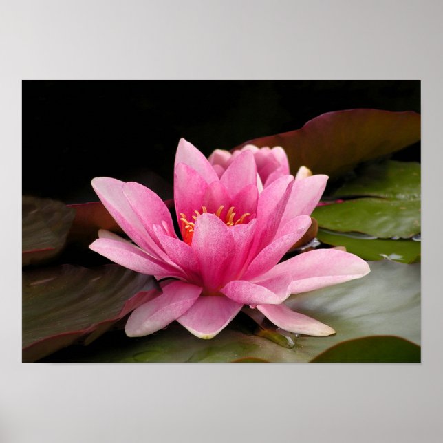 Tropisk vattenlilja Floral Botanisk Design Poster (Framsidan)