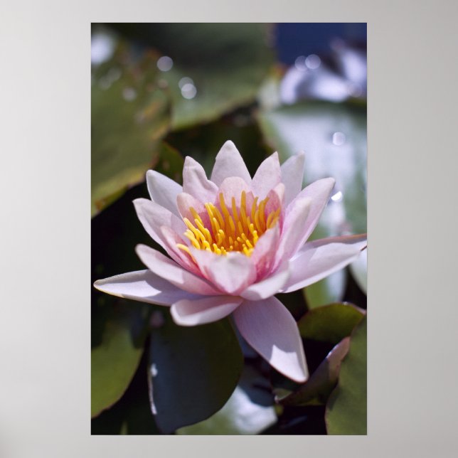 Tropisk vattenlilja Floral Botanisk Design Poster (Framsidan)