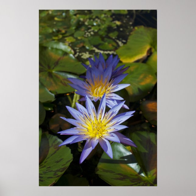 Tropisk vattenlilja Floral Botanisk Design Poster (Framsidan)