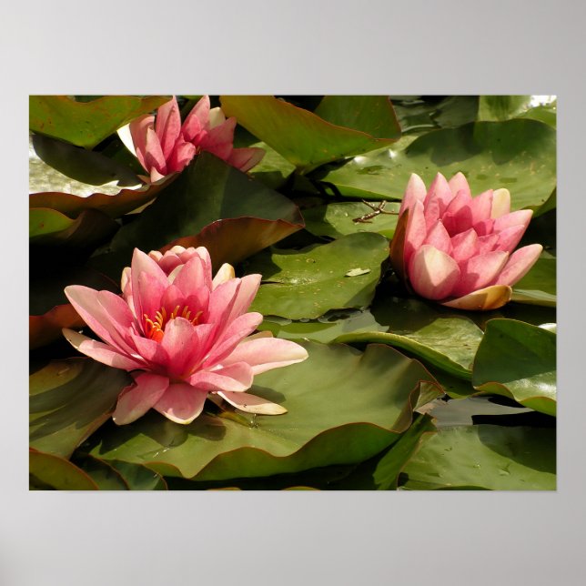 Tropisk vattenlilja Floral Botanisk Design Poster (Framsidan)