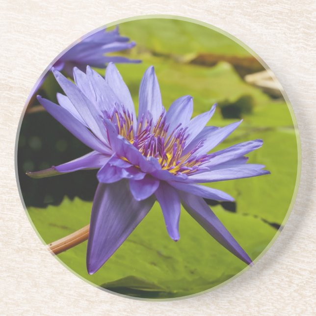 Tropisk vattenlilja Floral Botanisk Design Underlägg Sandsten (Framsidan)
