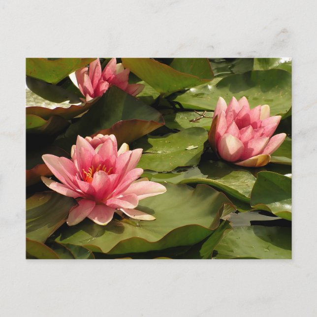 Tropisk vattenlilja Floral Botanisk Design Vykort (Framsida)