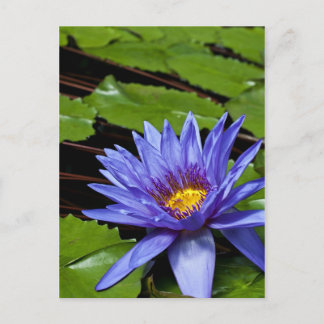 Tropisk vattenlilja Floral Botanisk Design Vykort