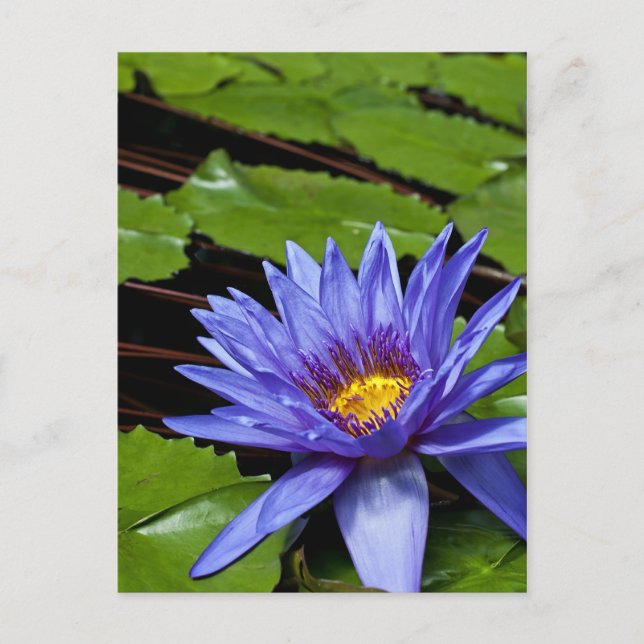 Tropisk vattenlilja Floral Botanisk Design Vykort (Framsida)