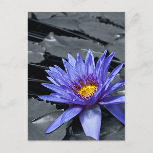 Tropisk vattenlilja Floral Botanisk Design Vykort