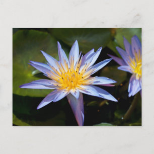 Tropisk vattenlilja Floral Botanisk Design Vykort