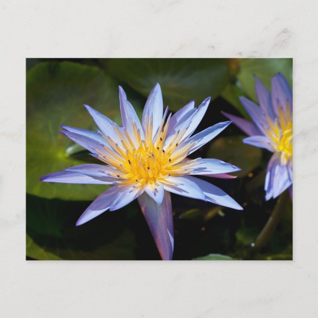 Tropisk vattenlilja Floral Botanisk Design Vykort (Framsida)