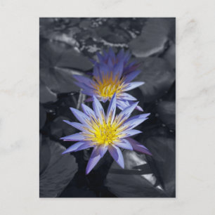 Tropisk vattenlilja Floral Botanisk Design Vykort
