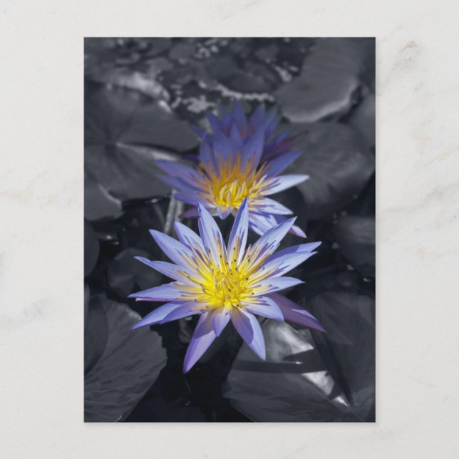 Tropisk vattenlilja Floral Botanisk Design Vykort (Framsida)