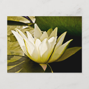 Tropisk vattenlilja Floral Botanisk Design Vykort