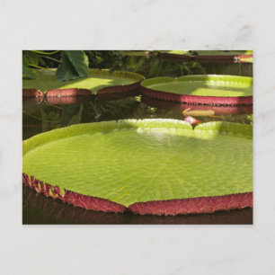 Tropisk vattenlilja Floral Botanisk Design Vykort