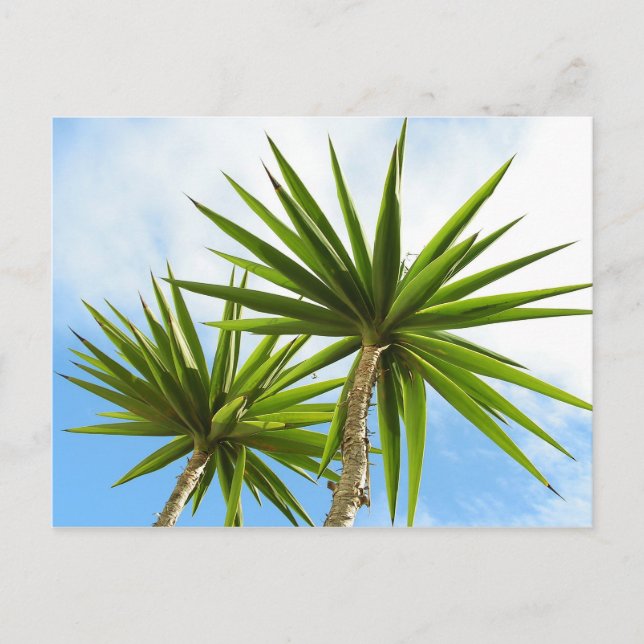 Tropisk Yucca Palmblad Målnings Effekt Foto Vykort (Framsida)